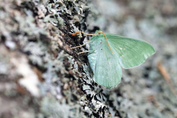 Large Emerald