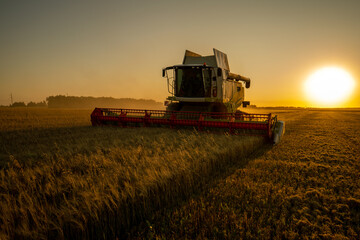 Fototapeta premium Harvesting grain in a field of barley at sunset,