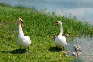 a white swan female with small swans swims in a pond