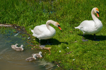 a white swan female with small swans swims in a pond