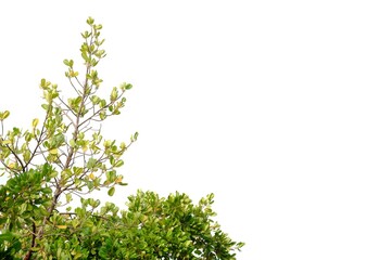 Obraz premium In selective focus Mangrove plant with leaves branches and sunlight on white isolated background for green foliage backdrop 
