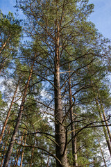big old pine tree in the forest.  bottom view of a big tree. giant pine with old branches