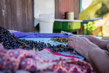 old woman separates blueberries from leaves.	
a bunch of berries on the table