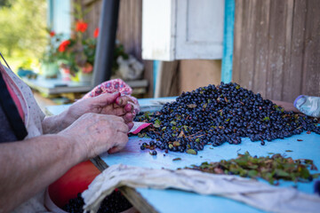 old woman separates blueberries from leaves.	
a bunch of berries on the table