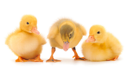 Little cute duckling.