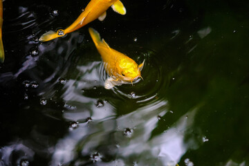 gold koi carp swimming and movement in the pond