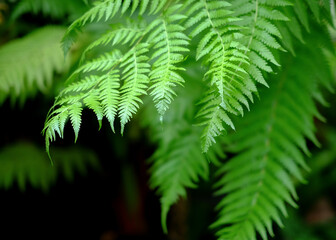 Closeup green leaves of fern plant on blurred nature background
