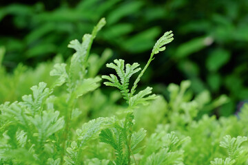 Closeup green leaves of fern plant on blurred nature background