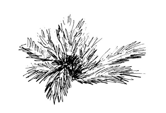 Pine branch and cone hand drown ink sketch