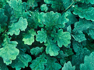 Colorful green oak leaves close up
