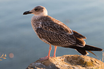 
seagull bird sits on a stone against the background of water
