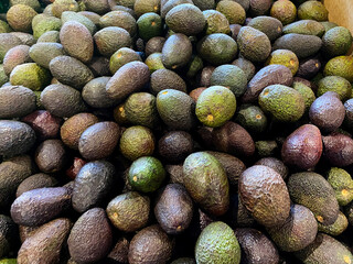 Hass avocados. A large quanitity of avocados with dark green / purple coloured, bumpy skin.