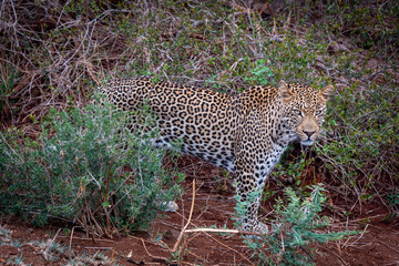 leopard in the bush