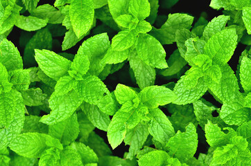 Fototapeta na wymiar Bright fresh mint plant grow texture background. Close-up.