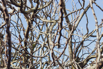 tree branches against blue sky