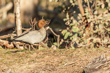 Australian Wood Duck male walking from a pond