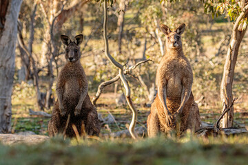 Eastern Grey Kangaroos © Jon Steinbeck