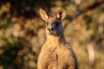 Eastern Grey Kangaroo head study