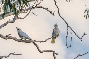 Little Coreallas in a tree