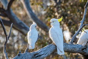 Little Corealla and a Sulphur-crested Cockatoo in a tree