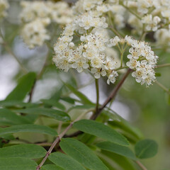 Blossoms of a rowan tree, Sorbus aucuparia, with leaves.