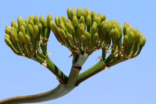 รูปภาพSpermatophytina เลือกดูภาพถ่ายสต็อก เวกเตอร์ และวิดีโอ2,090