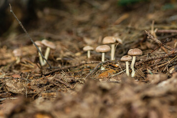 Mushrooms in the forest
