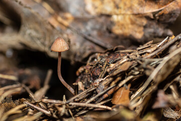 Mushroom in the forest