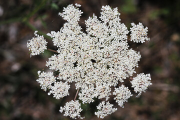 Schafgarbe © Stephan von Mikusch