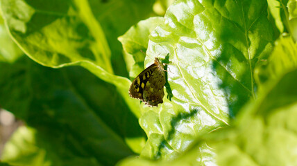 Butterfly On the Leaf