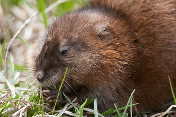 Common Muskrat