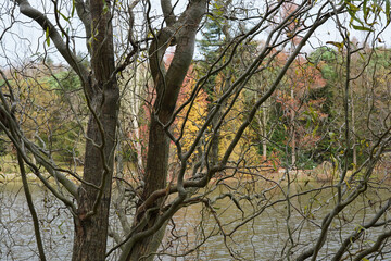 tree in autumn