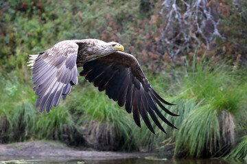 white-tailed eagle