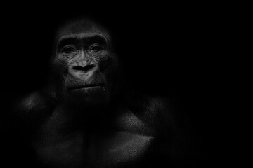 Dark portrait of a gorilla on a black background - obrazy, fototapety, plakaty