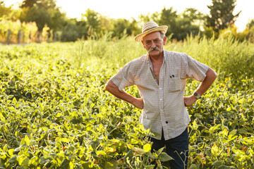 Naklejka na ściany i meble Portrait of senior farmer .He standing on his farmland. 