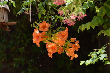 Orange trumpet vine creeper OR Orange jubilee(orange bells) OR tacoma alata ,native region is...