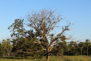 tree in the field