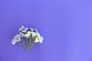 Little violet and white flowers on light purple paper background. Minimalistic blossom mock up.