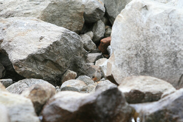 Alpenbraunelle (Prunella collaris), Alpen, Schweiz
