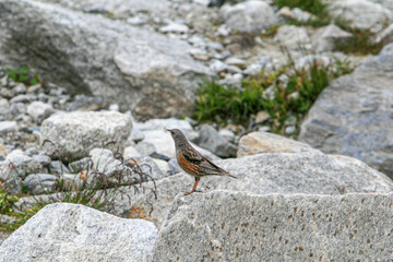 Alpenbraunelle (Prunella collaris), Alpen, Schweiz