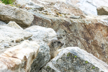 Alpenmurmeltier (Marmota marmota), Südtirol, Italien