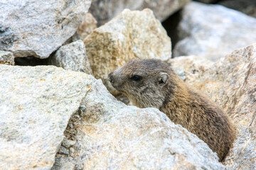 Alpenmurmeltier (Marmota marmota), Südtirol, Italien