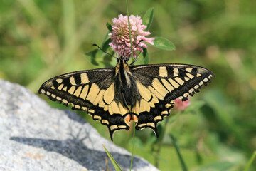 Schwalbenschwanz (Papilio machaonI, Südtirol, Italien