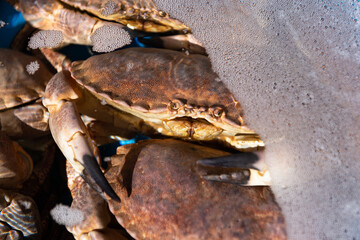 Fresh live crabs in a water basin.