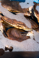 Fresh live crabs in a water basin.