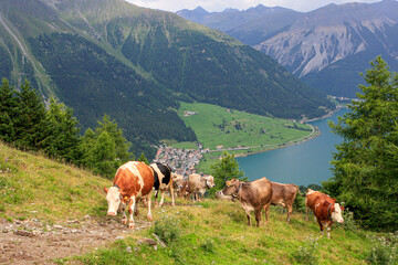 Fototapeta na wymiar Vietrieb auf der Alm am Reschensee, Vinschgau, Südtirol, Italien