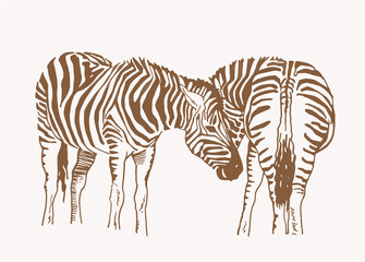 Fototapeta na wymiar Vector vintage illustration of two zebras , sepia background, savanna animals
