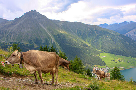 Vietrieb auf der Alm am Reschensee, Vinschgau, S&uuml;dtirol, Italien