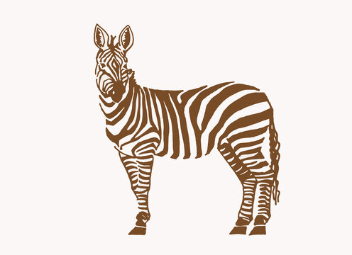 Vector vintage illustration of zebra , sepia background, savanna animal