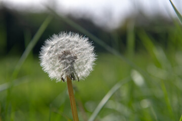 Nice Dandelion in a green field